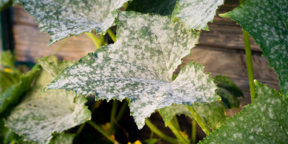 Cucumber White Leaves causes