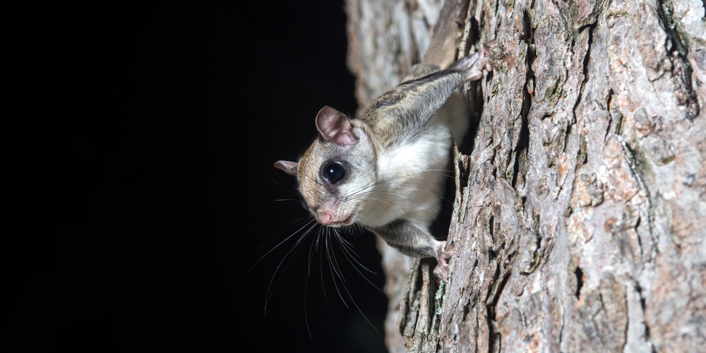 Flying Squirrels Eat Meat