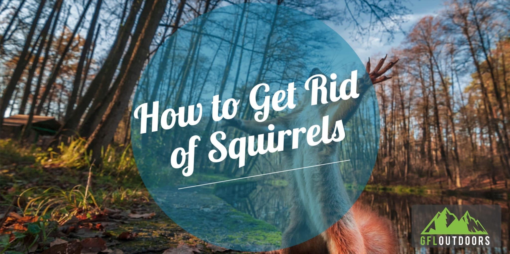 How to Get Rid of Squirrels from Your Yard & Home 11 Effective Methods