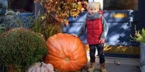 When to plant pumpkins in Texas