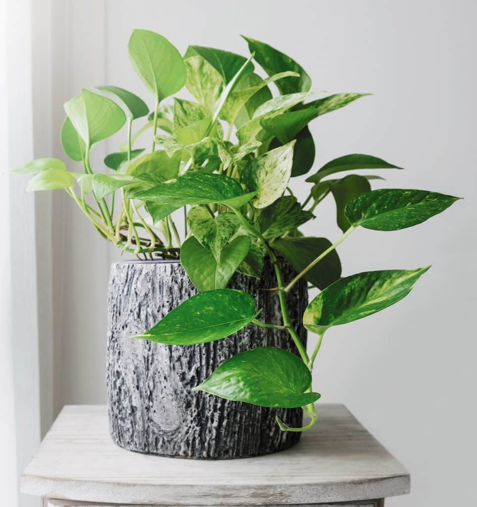 Golden Pothos