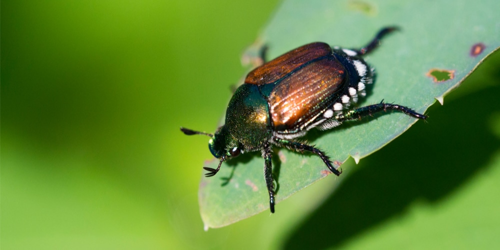 Dead Japanese Beetles On Geraniums