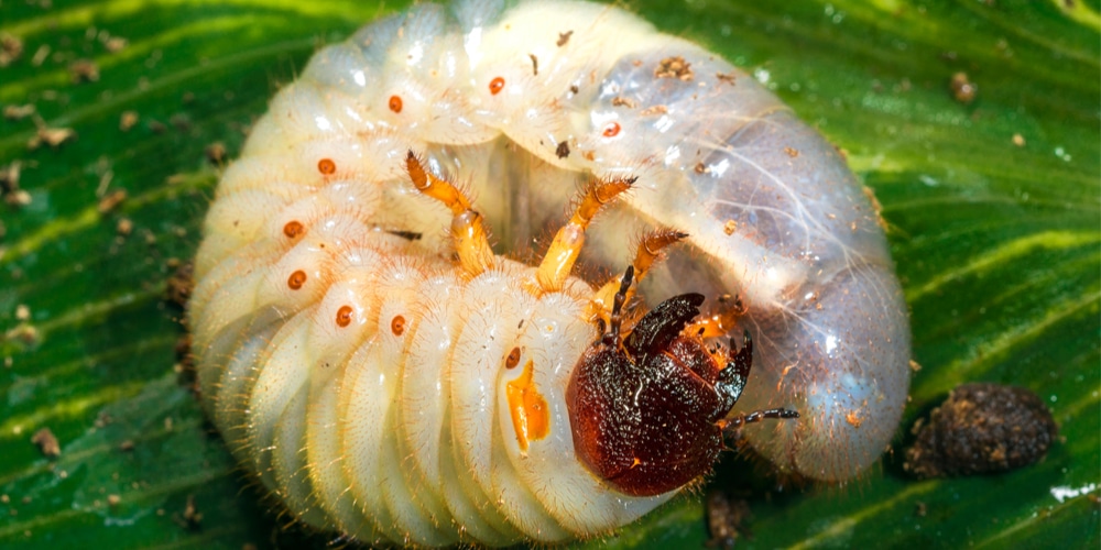 Where does a japanese beetle go at night