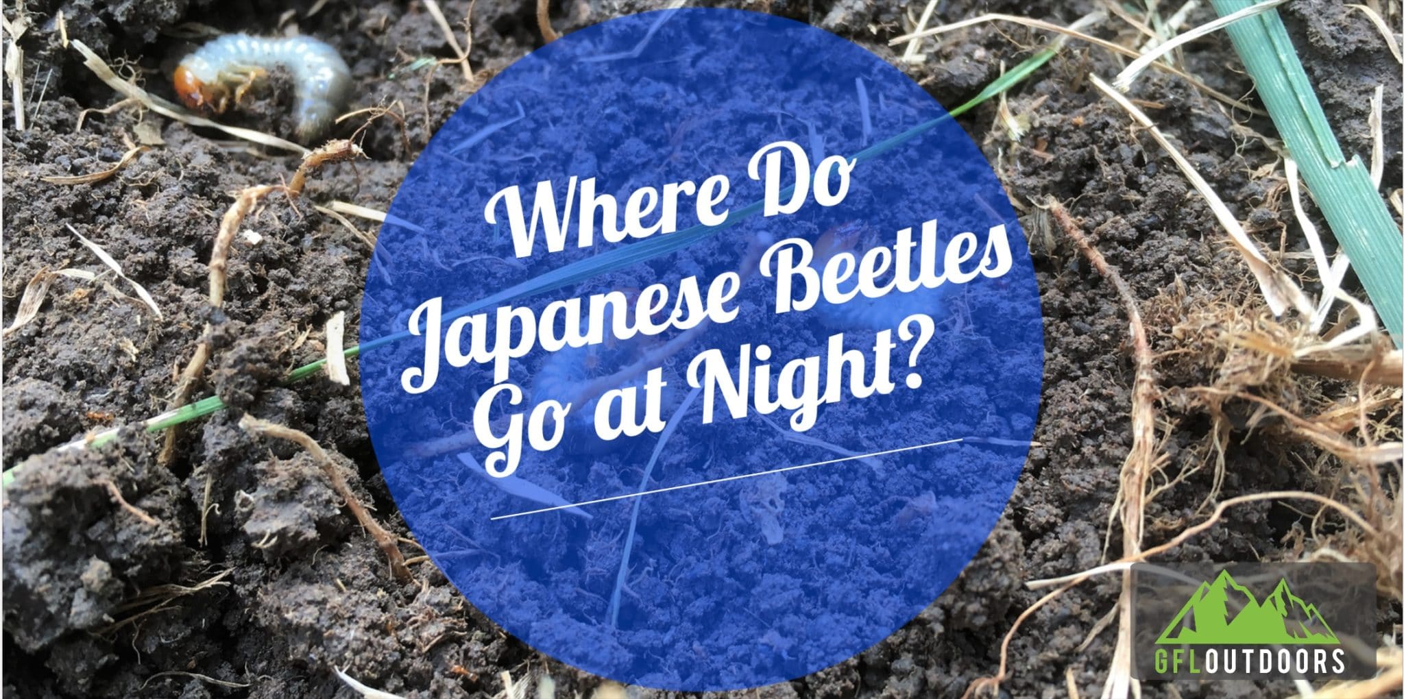 Where Do Japanese Beetles go at Night? GFL Outdoors