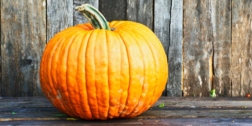 Large Pumpkin