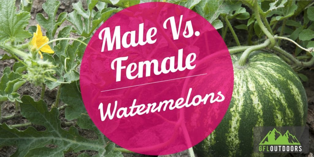 Male vs Female Watermelons