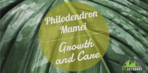 Mamei Philodendron