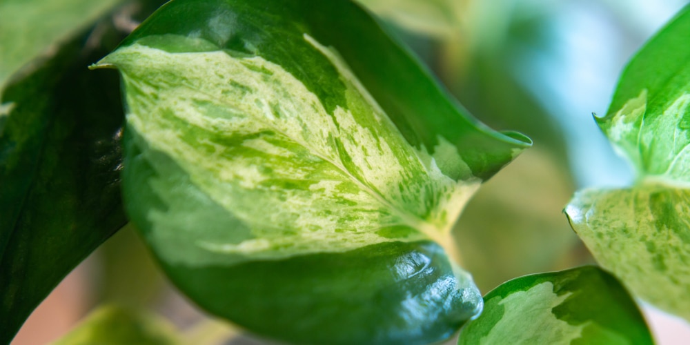 How to Save a Pothos from Overwatering