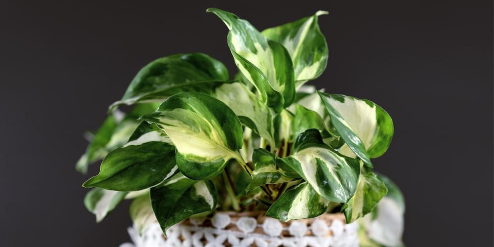 Manjula Pothos