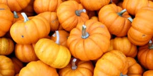when to plant pumpkins in Washington state
