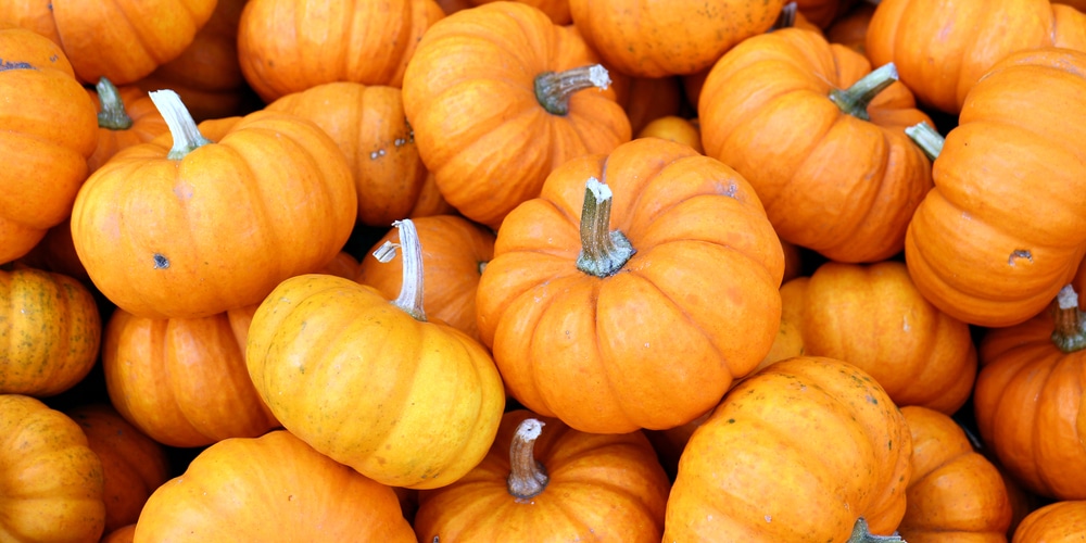 when to plant pumpkins in Washington state