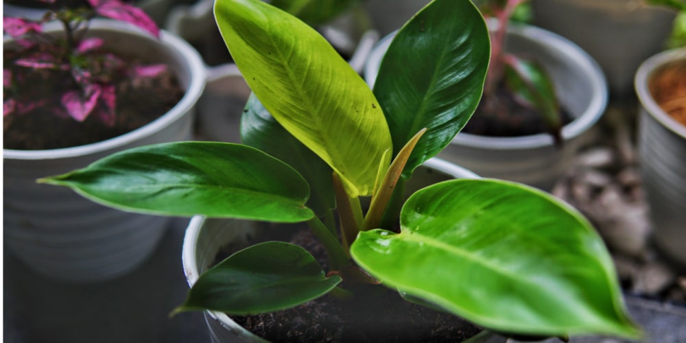 Moonlight philodendron care