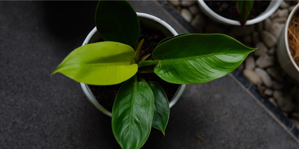 Moonlight philodendron