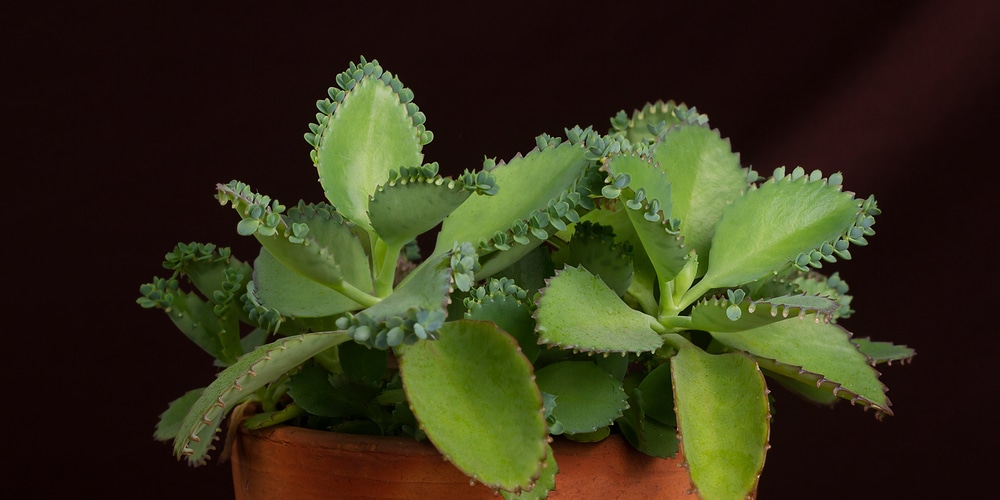 Grow Mother of Thousands from a Cutting