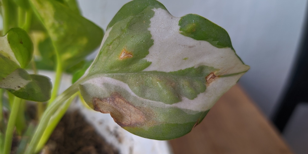 brown spots on pothos leaves