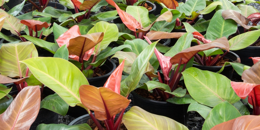 Philodendron Erubescens yellow leaves