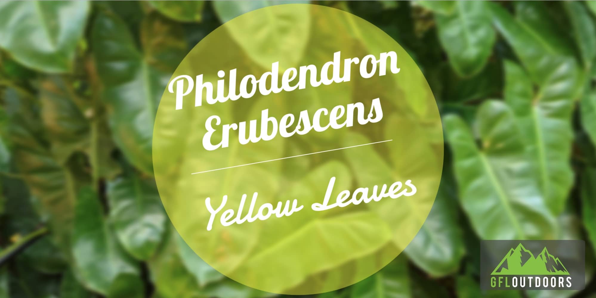 Why are My Philodendron Erubescens' Leaves Turning Yellow GFL Outdoors