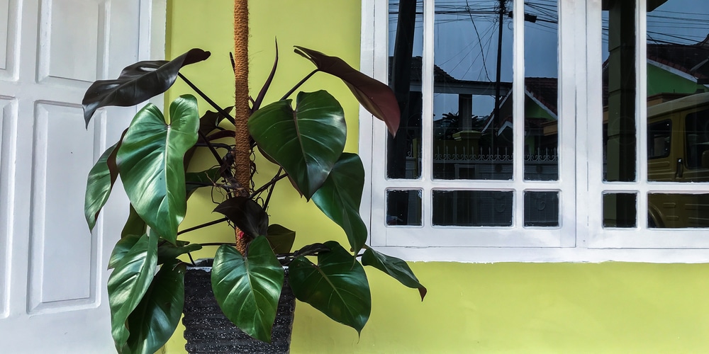 Philodendron Erubescens