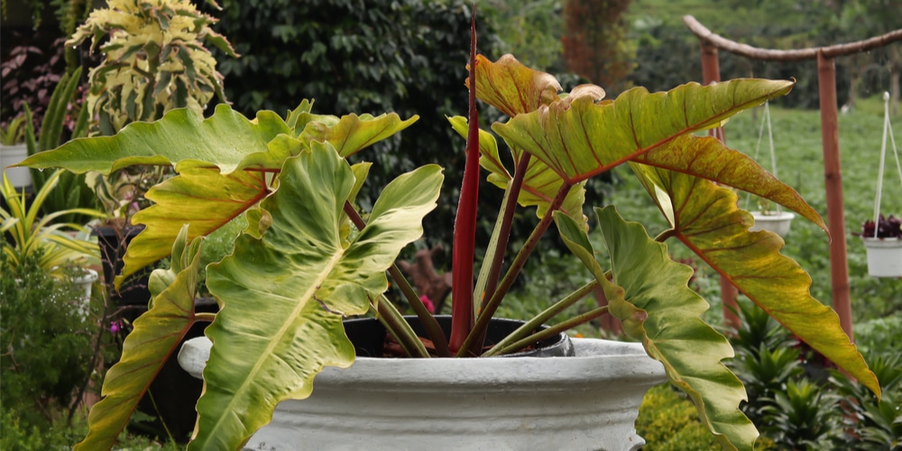 Philodendron Giganteum Care