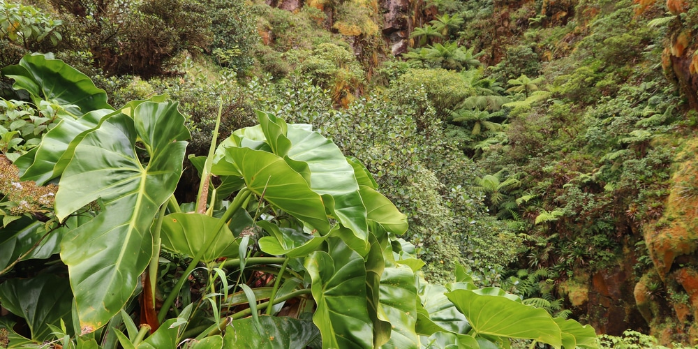 Philodendron Giganteum