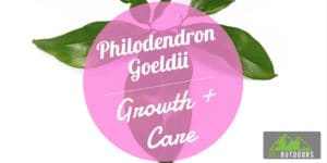 Philodendron Goeldii Growth and Care