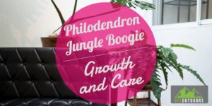 Philodendron Jungle Boogie Growth + Care
