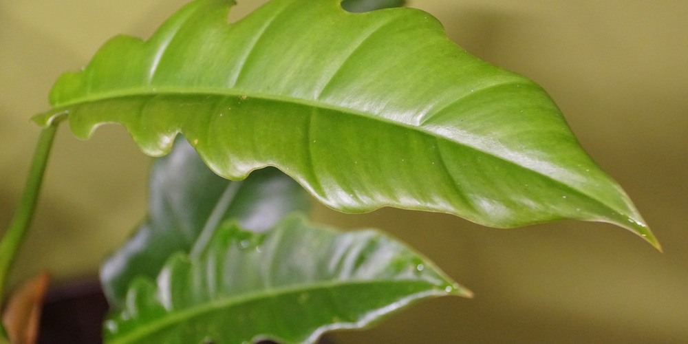 Philodendron Jungle Boogie