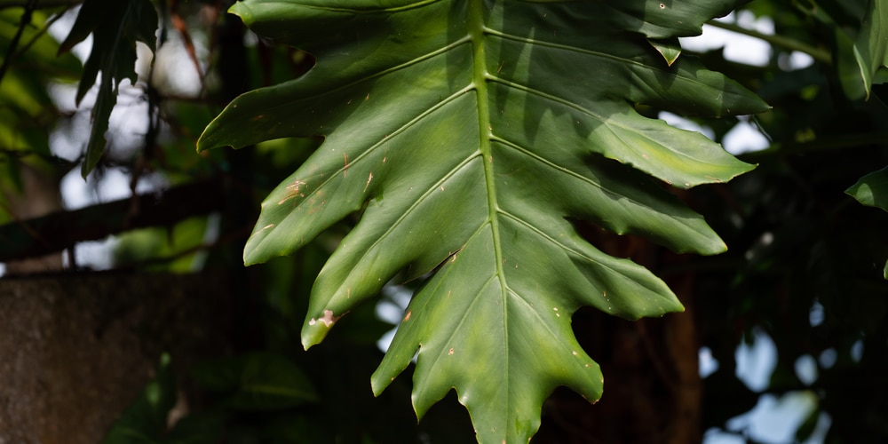 Philodendron Lacerum Care