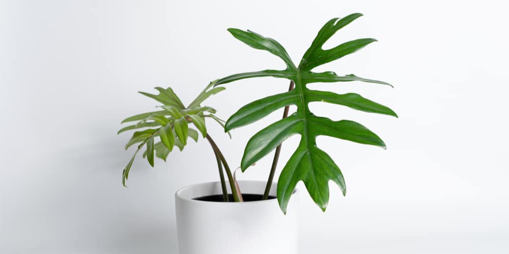 Philodendron Mayoi Care