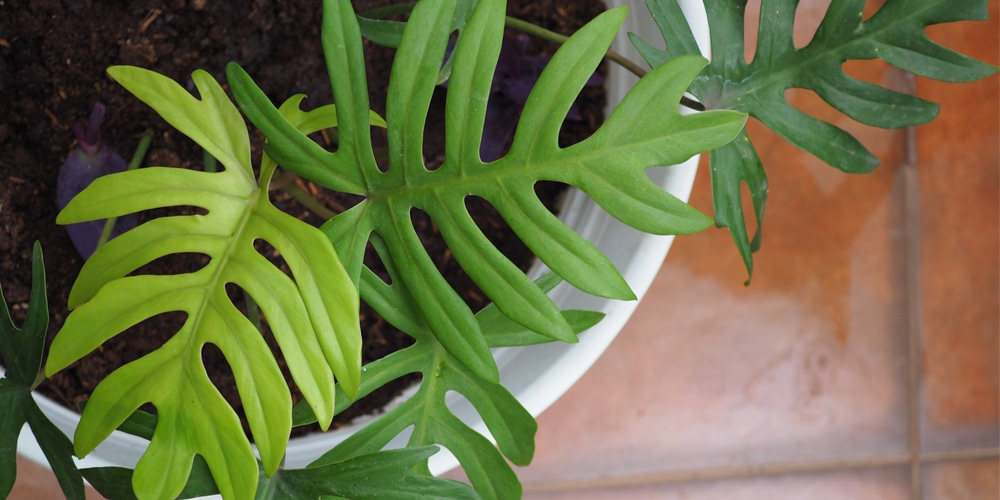 Philodendron Mayoi