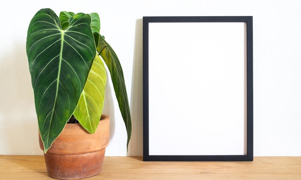 Philodendron Melanochrysum