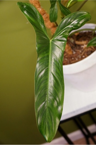 Philodendron Mexicanum Care