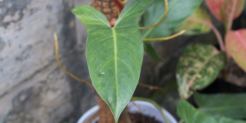 Philodendron Mexicanum