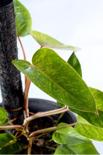 Philodendron Painted Lady Care