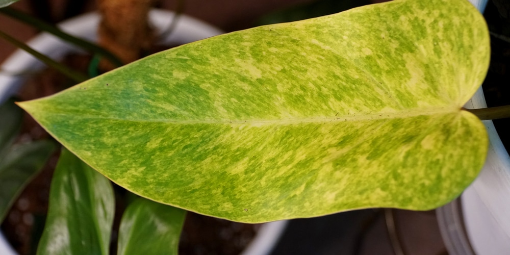 Philodendron Painted Lady