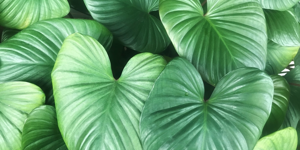 Philodendron Pastazanum