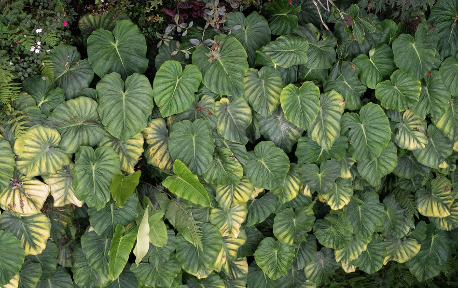 Philodendron Pastazanum Care Guide