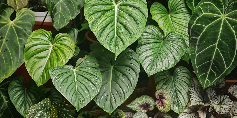 Philodendron Pastazanum Care