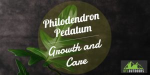 Pedatum Philodendron