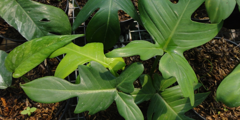 Philodendron Pedatum Care