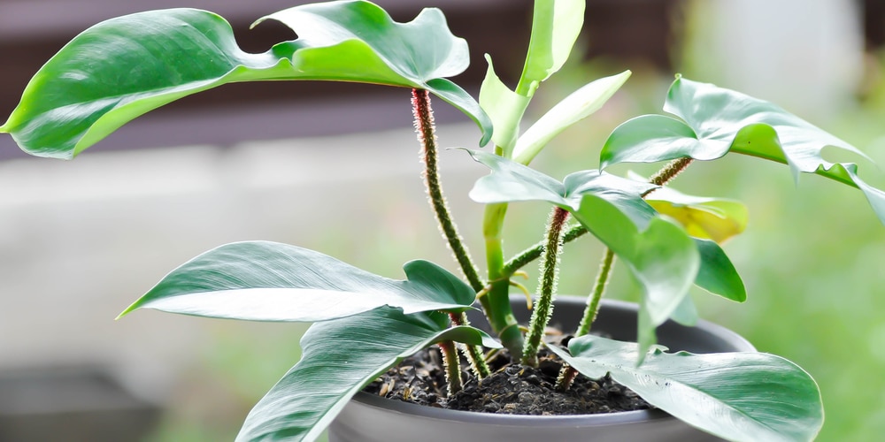 About Philodendron Pedatum