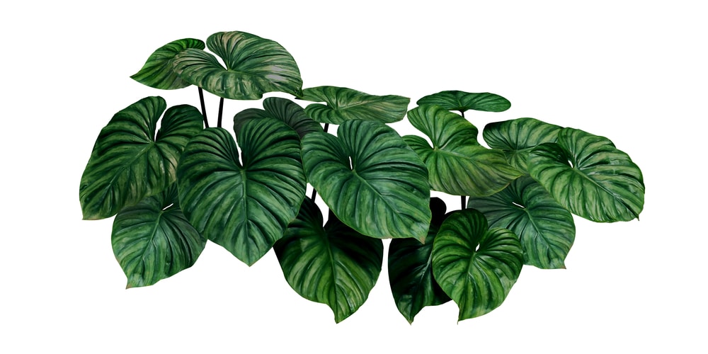 Philodendron Plowmanii Care