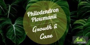 Philodendron Plowmanii Guide
