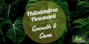 Philodendron Plowmanii Guide