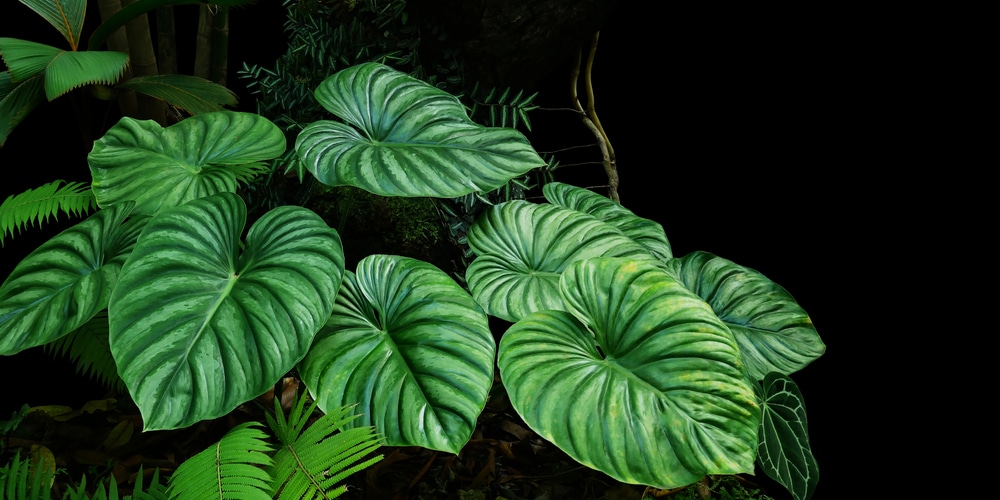 Philodendron Plowmanii