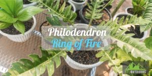 Philodendron Ring of Fire Guide