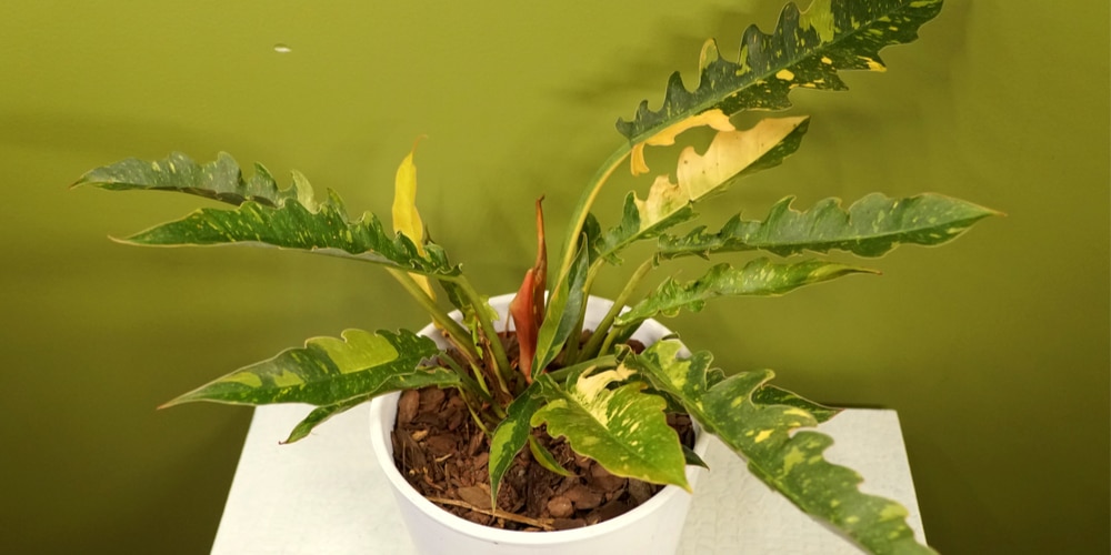 Philodendron Ring of Fire