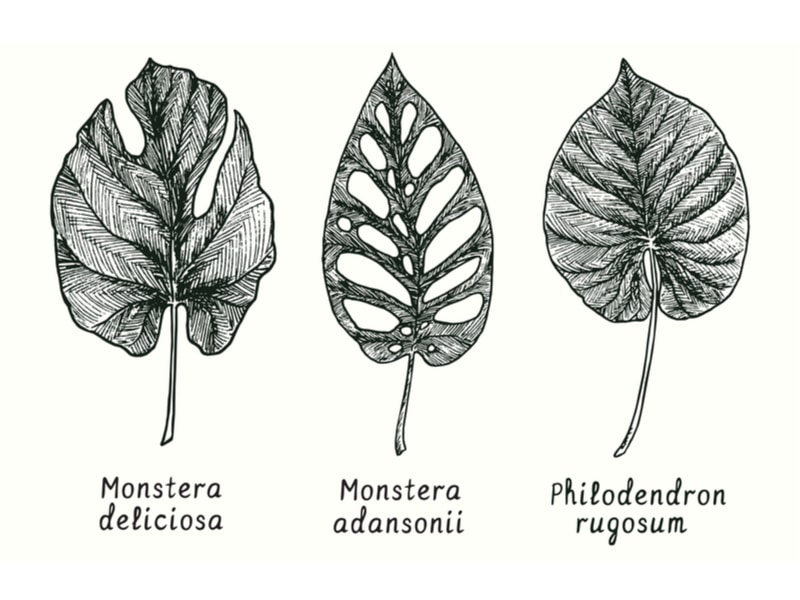 Philodendron Rugosum