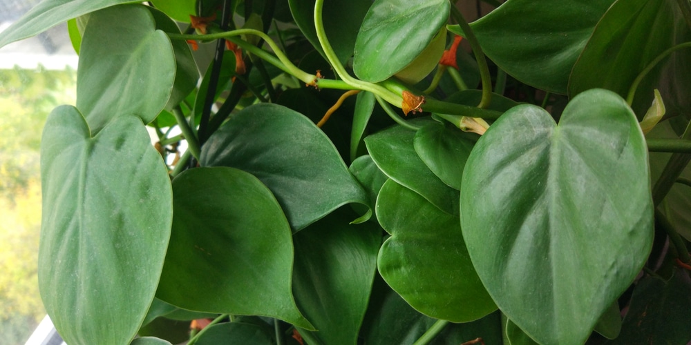 Philodendron Scandens Care