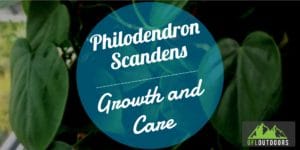 Philodendron Scandens Growth + Care